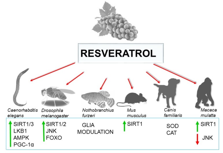 Fig. (1)