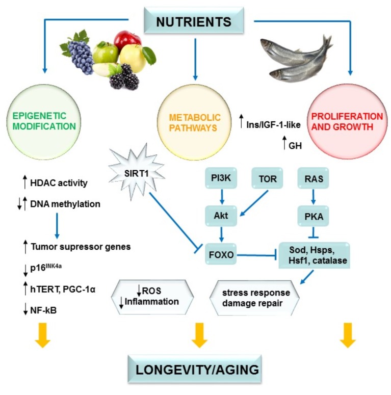 Fig. (3)