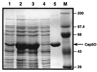 FIG. 1