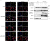 Extended Data Fig. 11