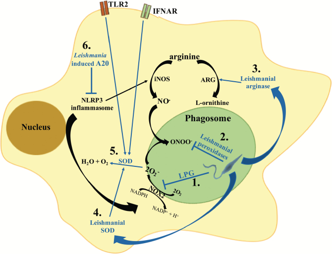 Fig. 1.