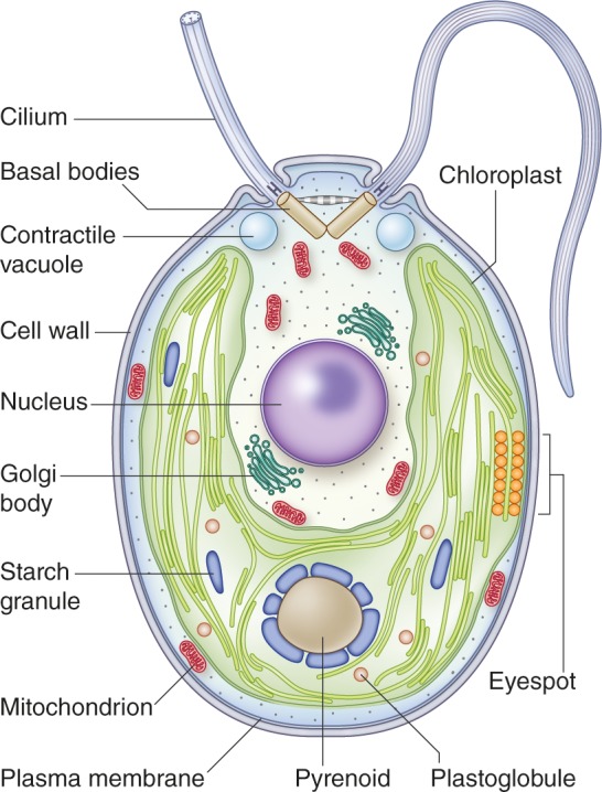 Figure 1.