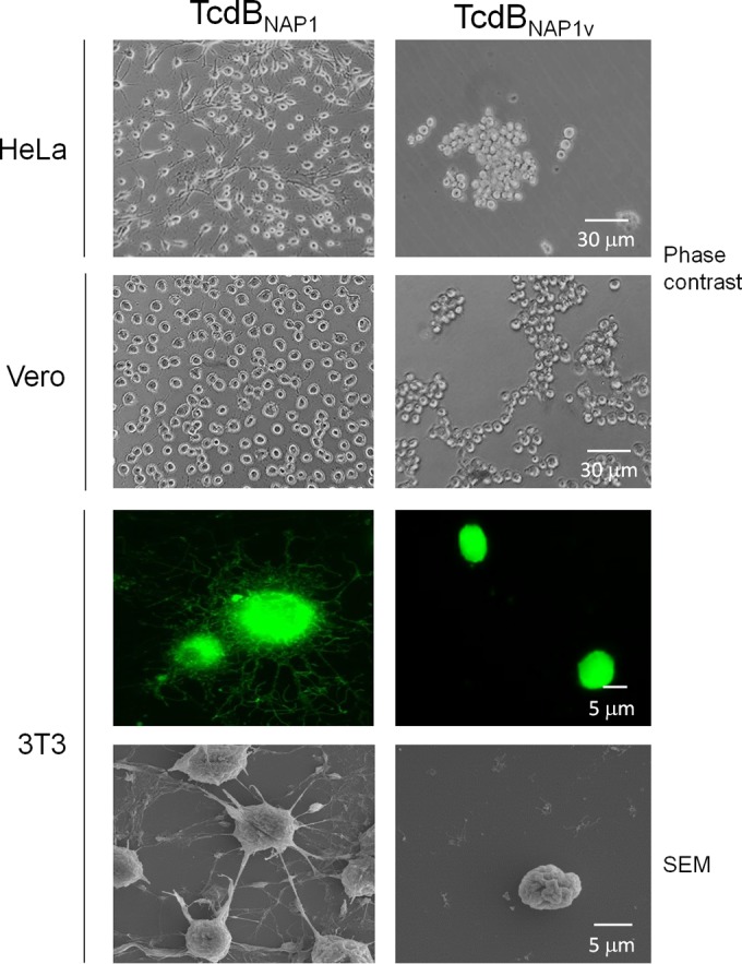 FIG 3