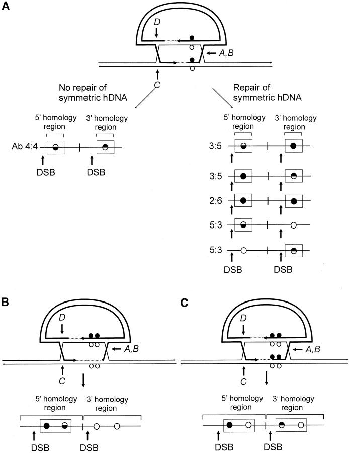 Figure 5.—