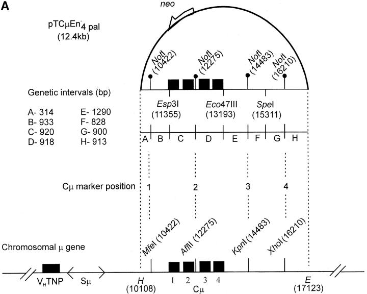 Figure 3.—