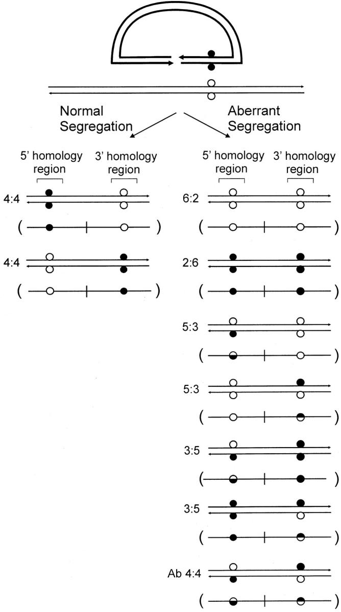 Figure 2.—