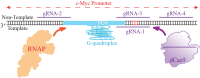 Graphical Abstract