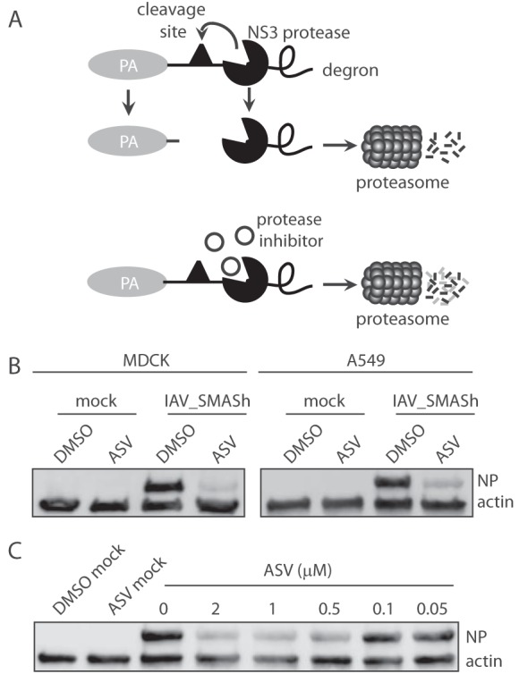 FIG 1