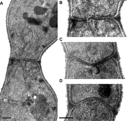 FIGURE 5: