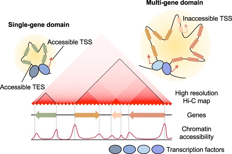 Graphical Abstract