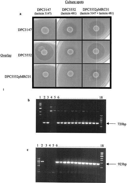 FIG. 1.