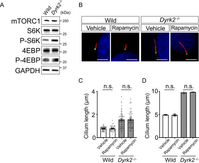 Figure 6—figure supplement 3.