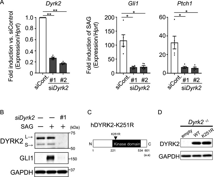 Figure 3—figure supplement 1.