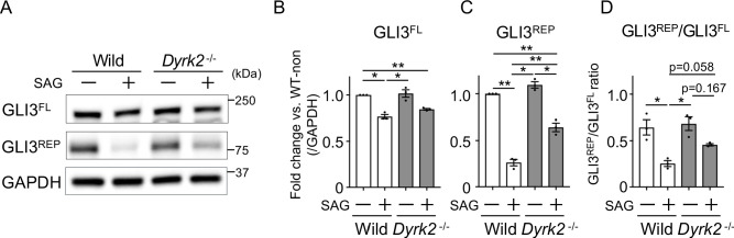 Figure 3—figure supplement 2.