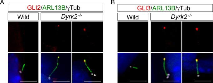 Figure 6—figure supplement 1.