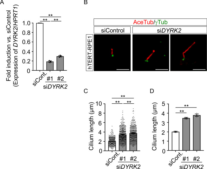 Figure 4—figure supplement 2.