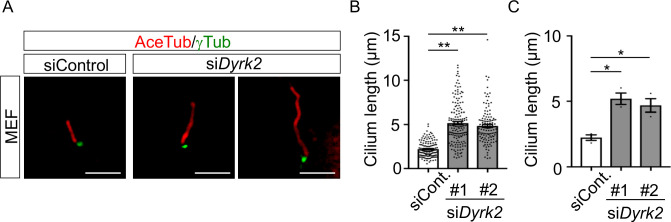 Figure 4—figure supplement 1.