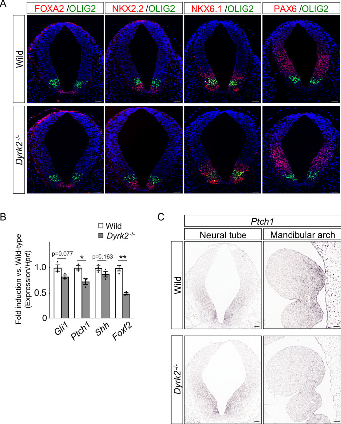 Figure 2—figure supplement 1.