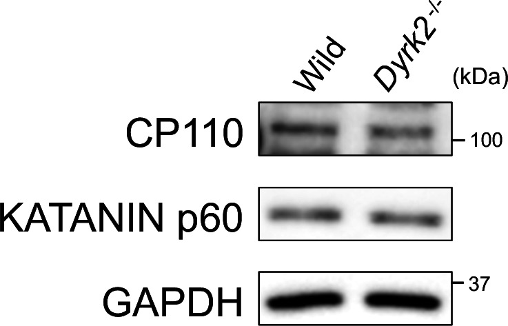 Figure 6—figure supplement 4.