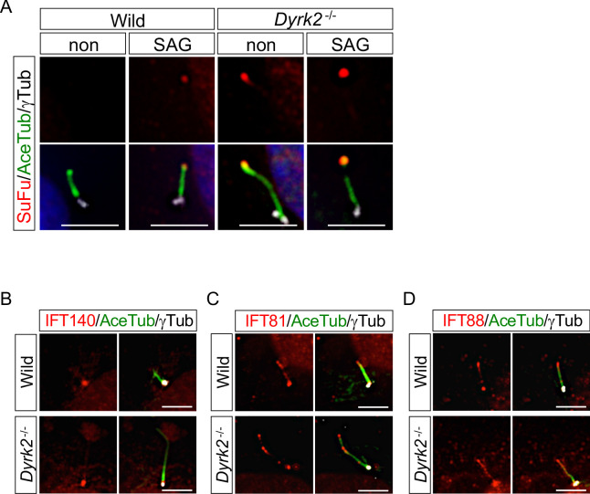 Figure 6—figure supplement 2.