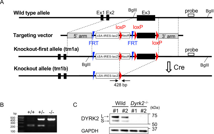 Figure 1—figure supplement 1.