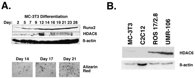 FIG. 8.