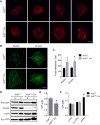 FIGURE 7: