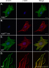 FIGURE 6: