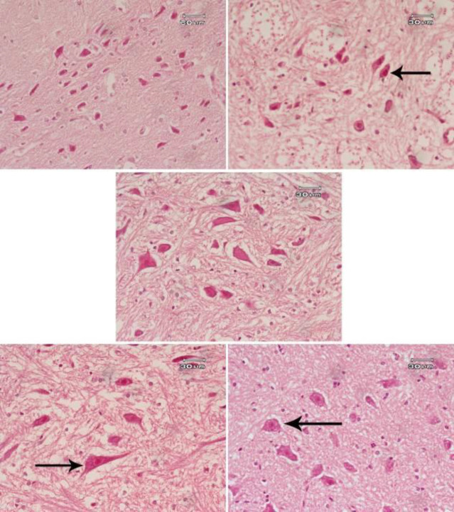 Figure 7