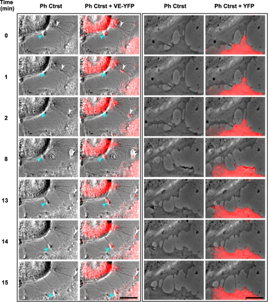 FIG. 7.