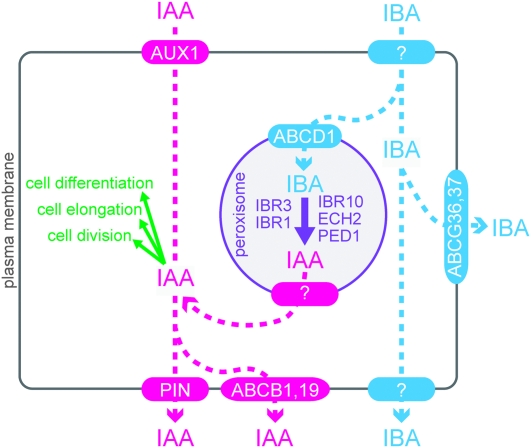 Figure 4.