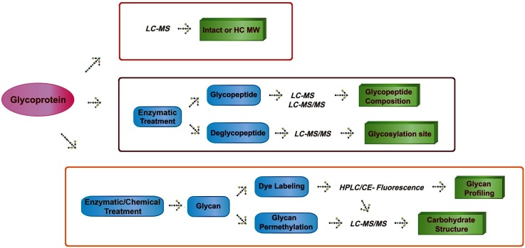 Fig. 1. Strategies for glycoprotein analysis using mass spectrometry.