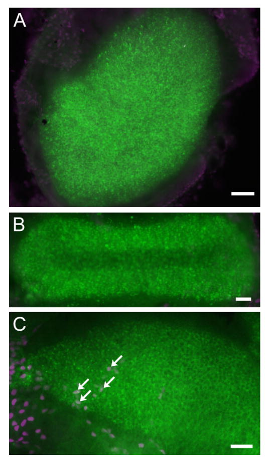 Fig. 7