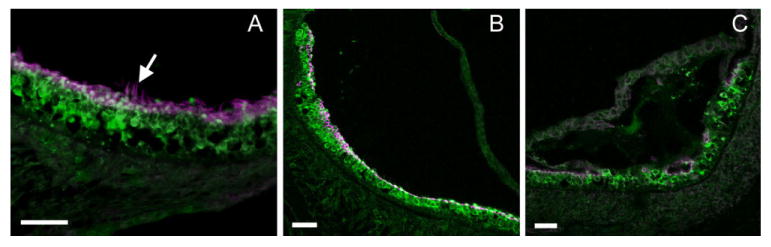 Fig. 6