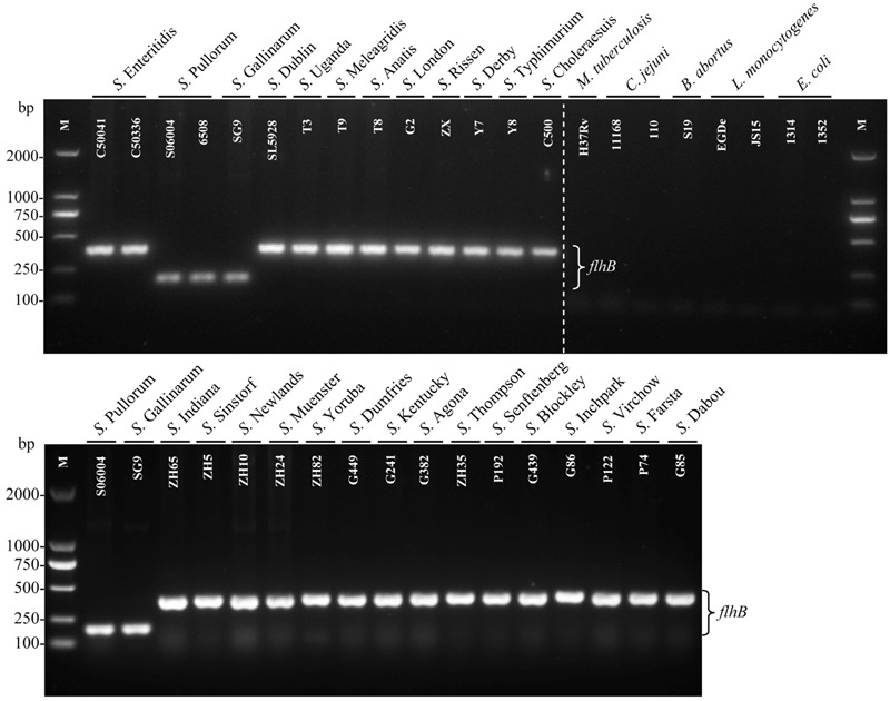 FIGURE 2