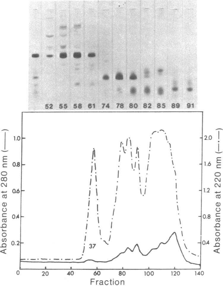 graphic file with name pnas00667-0325-c.jpg