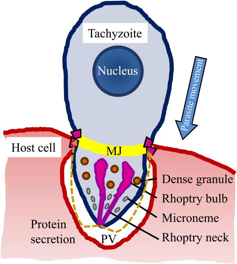 Fig. 2.