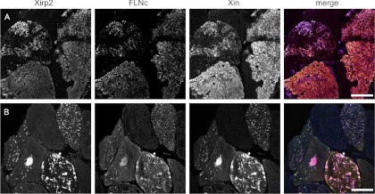 Fig. 7.