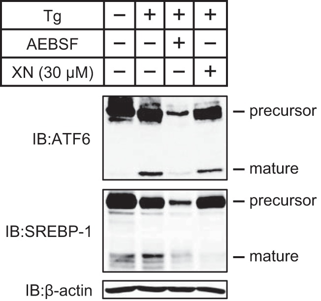 FIGURE 7.