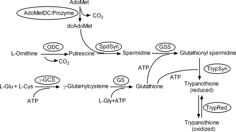 FIG. 1.