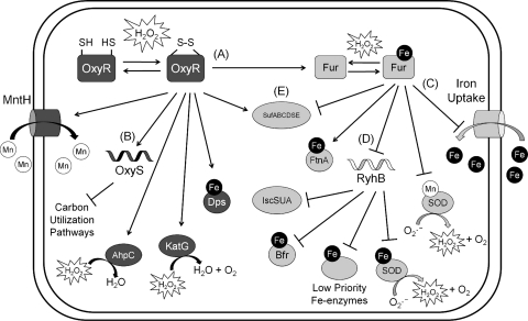 FIG. 2.