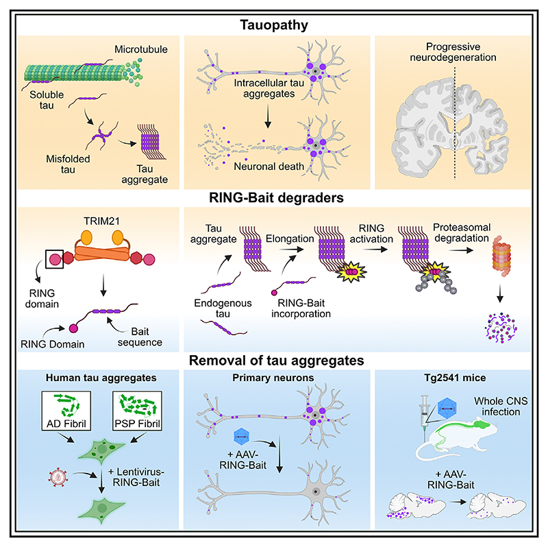 Graphical abstract