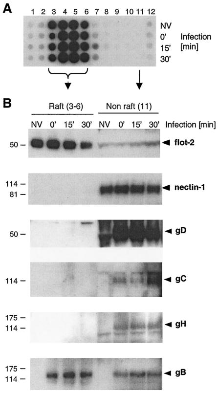 FIG. 8.