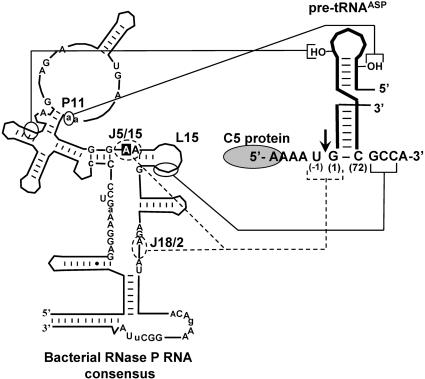 FIGURE 1.