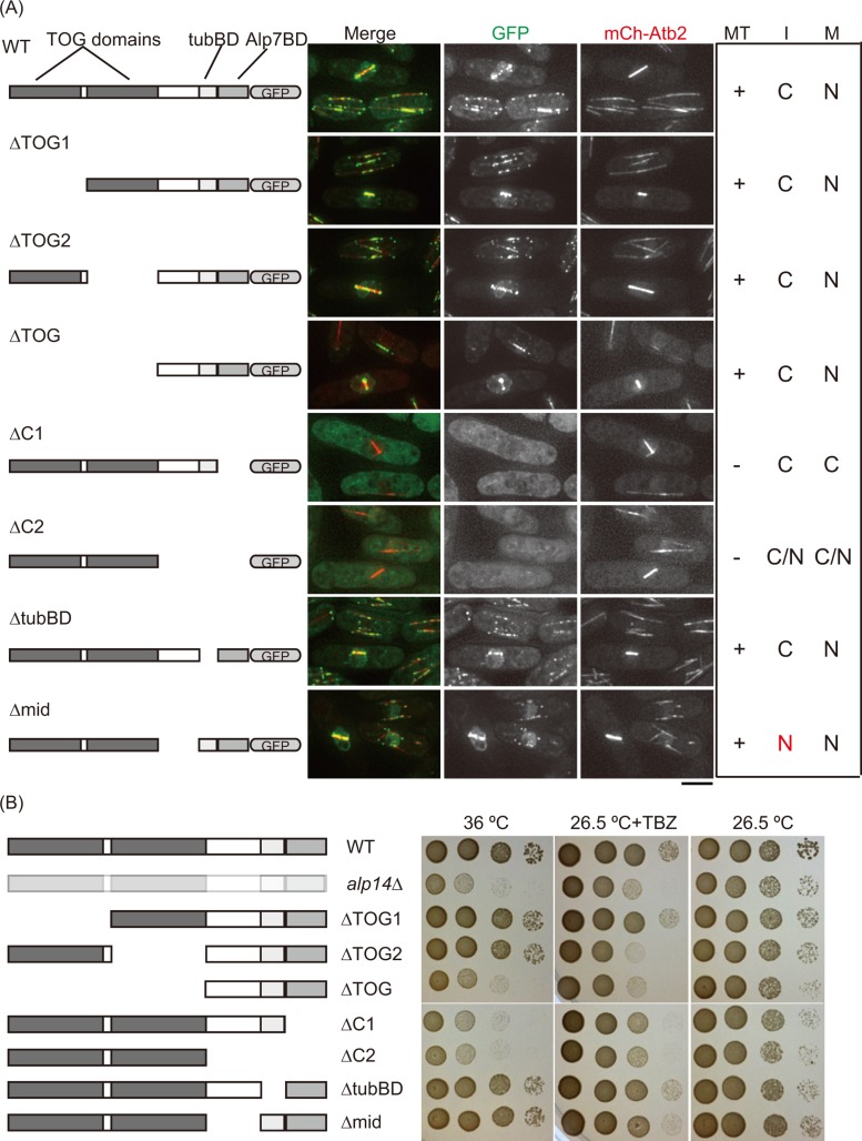 FIGURE 1: