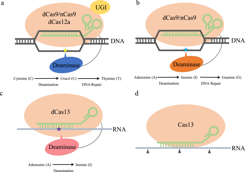 Fig. 4