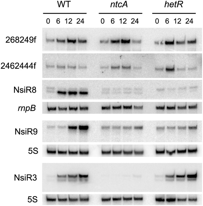 Figure 5