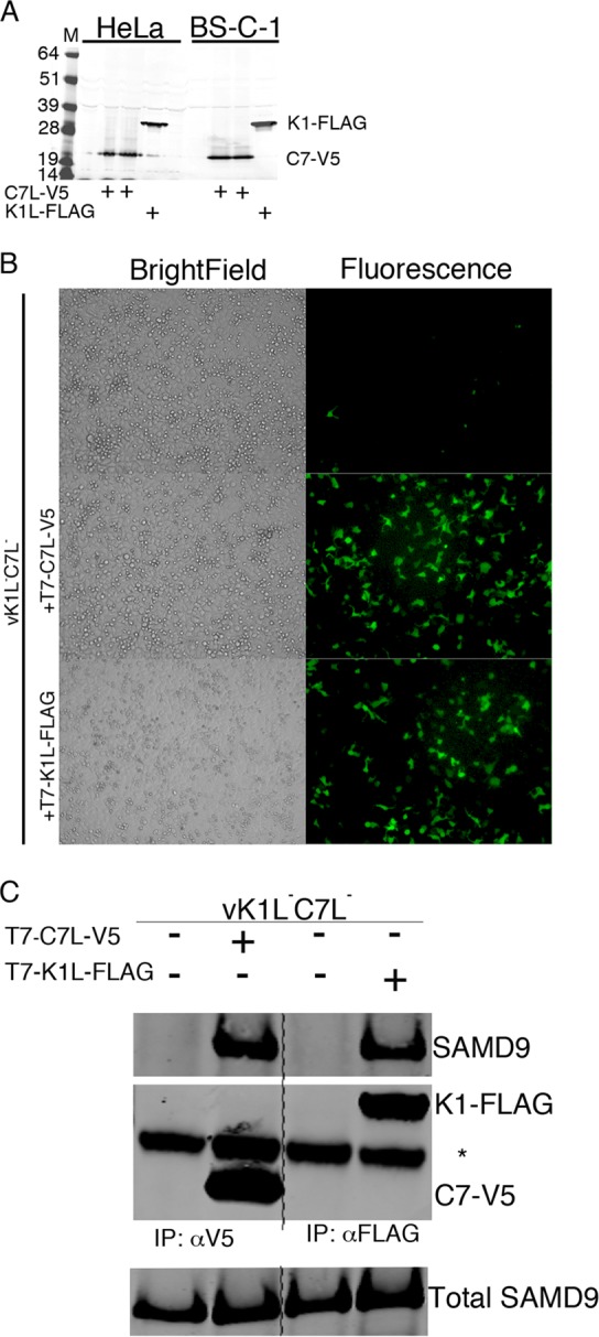 FIG 3 