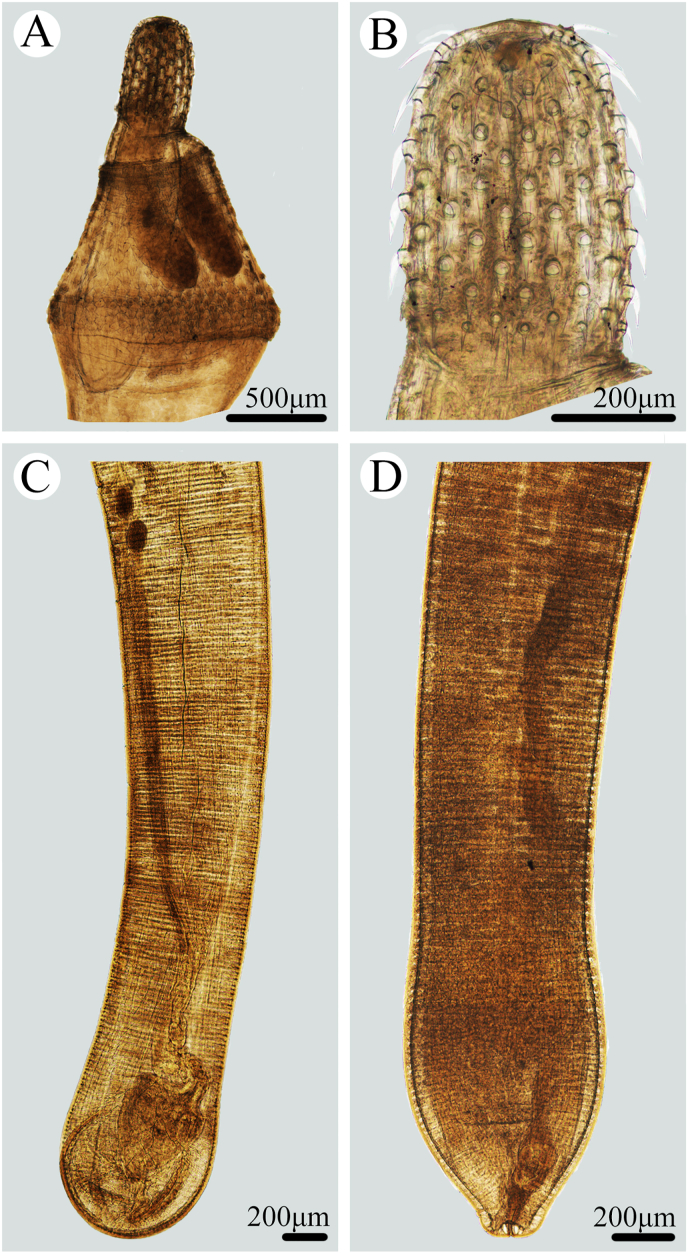 Fig. 2