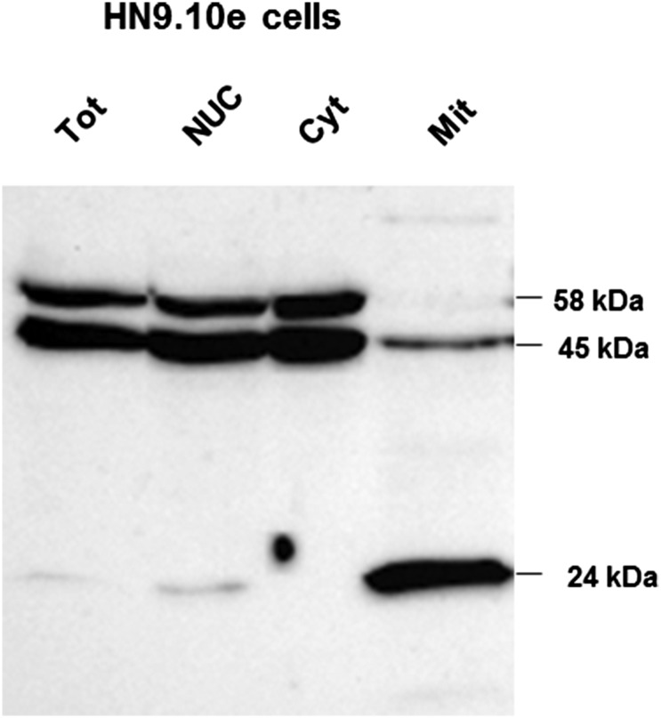 Fig. S3.